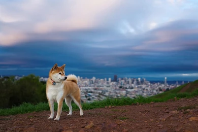 Akita Inu Dog HD Wallpaper, Akita Inu Dog Images, New Wallpapers