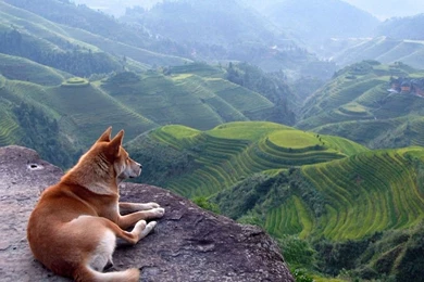 Akita Inu Dog Wallpapers Free