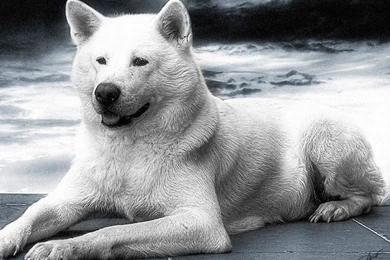 What Type Of Dog Do You Prefer? (It May Hold The Clue To Your ...