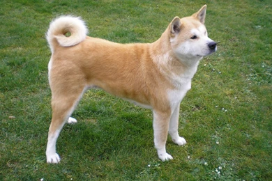 Fawn Colors Akita Inu Photo And Wallpaper. Beautiful Fawn Colors ...