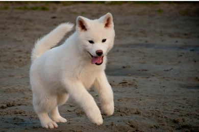 White Akita Inu On The Sand Photo And Wallpaper. Beautiful White ...
