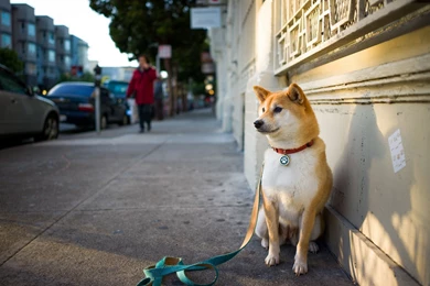 Akita Inu Waiting For The Owner Wallpapers And Images   Wallpapers ...