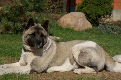 Download Wallpapers 2560x1440 American Akita Inu, Dog, Black, Grass ...