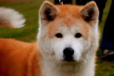 Akita_inu_watching_dog_wallpaper.jpg