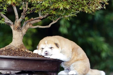 Sleeping_akita_inu_puppies 1024x768.jpg