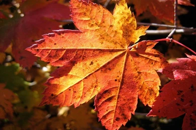 A Red Leaves In Autumn Wallpapers