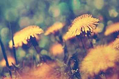 720x1280   Android Live Wallpapers, Android Wallpapers, Android ...