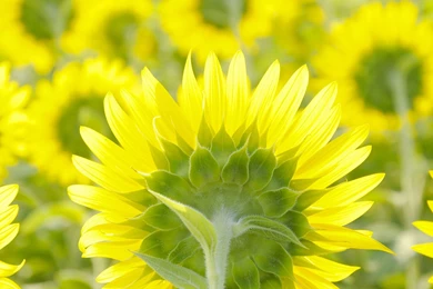 HD Wallpapers Source   Page 381 Of 489   100% Quality HD Desktop ...