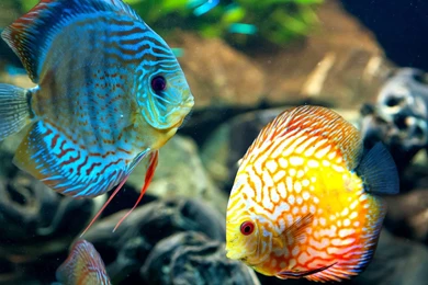 Coral Reef Fish Wallpapers HD 1080p For Desktop