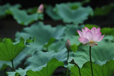 Wallpapers Gallery   Multimedia   HKU