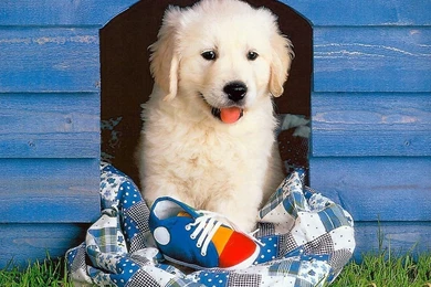 Golden Retriever Puppies Wallpapers Desktop Www Proteckmachinery ...