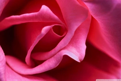 Hot Pink Rose Close Up HD Desktop Wallpapers : High Definition ...