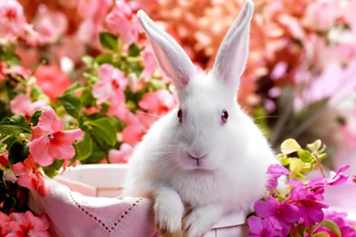 Desktop Wallpapers · Gallery · HD Notebook · New Year Bunny Laptops ...
