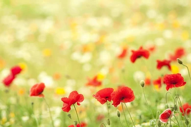 Laptop Desktop Wallpapers Desktop Backgrounds