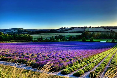 Lavender Flowers Desktop Wallpapers ~ Toptenpack.com