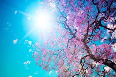 Spring Nature Wallpapers   Crazy Frankenstein