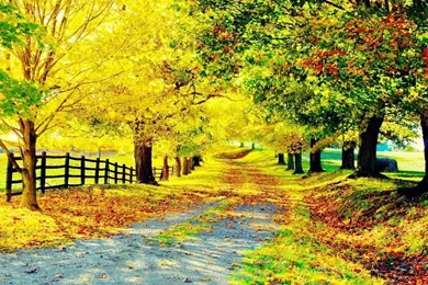 Desktop hd orange tree image.jpg