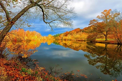 Beautiful Natural Wallpapers Yellow Flower Tree Beside Lake