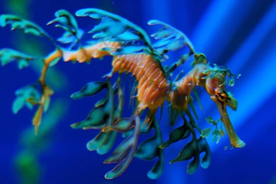 Sea Dragon Wallpapers   Animals Town
