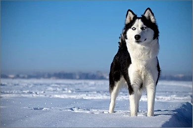 Siberian Husky Wallpapers Best Desktop Backgrounds