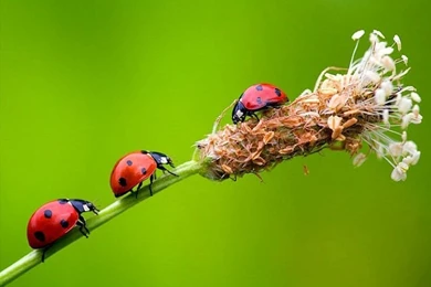 Bugs Hd Wallpapers, Bugs Hd Wallpapers   Hemslojdsgoten