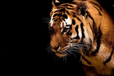 Tiger Wallpapers   Animal Wallpapers