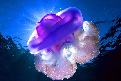 Underwater Ocean Light Desktop Backgrounds HD Wallpapers ...