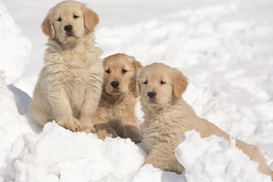 iMac 21.5" Wallpapers Page 143: Puppies Snow Animal White Winter ...