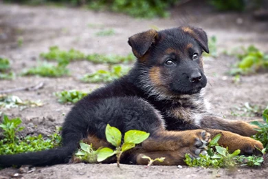 German Shepherd Puppy Desktop Wallpapers