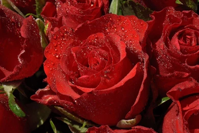 Red Rose Flowers Images And Wallpapers Download