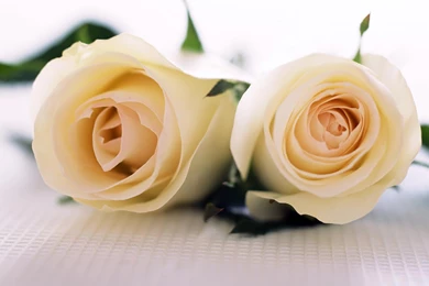Top White Roses Hd Wallpaper Images For Pinterest