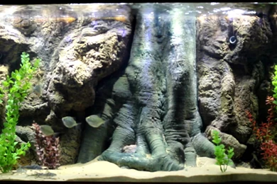 Aquarium With 3D Backgrounds Installed YouTube