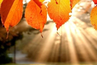 Iphone 4s Wallpapers Autumn   Hd Iphone Wallpapers