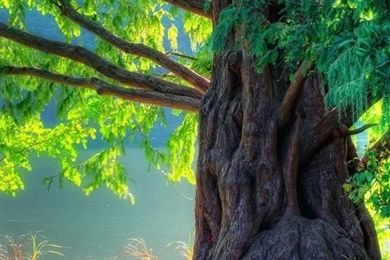 Nature Spring, Green Tree, Forest iPhone Wallpapers