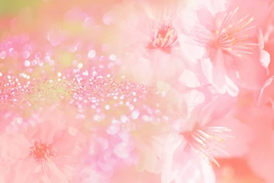 Wedding Backgrounds   2   Wallpapers   FreezeWall