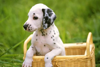 Cute Puppies Wallpapers HD Desktop Wallpapers   PowerballForLife