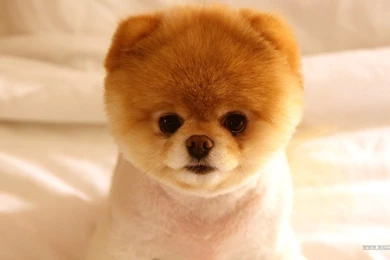 8589130565488 cute puppy wallpaper hd.jpg