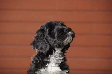 Cutest Portuguese Water Dog Puppy Wallpapers HD