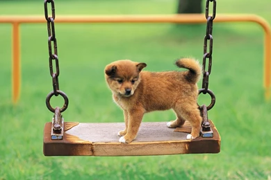 Free Download Shiba Inu Puppies Wallpapers HD