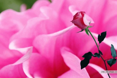 New Flower Wallpapers