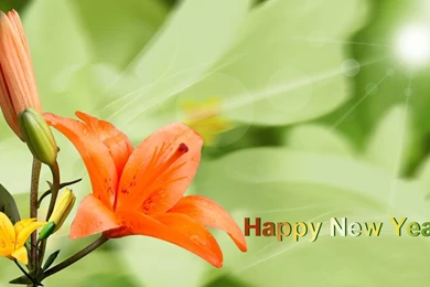 New Flower Wallpapers Widescreen HD Wallpapers