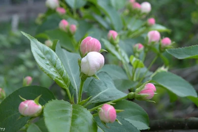 HD Flowers Wallpapers 1920x1200 Photo 56 Of 80