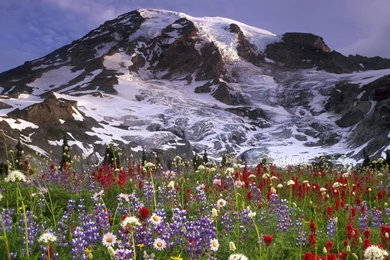 Nature: Flower Market Flower Show Newflower, Picture Nr. 36256