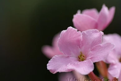 Pink Flowers, HD Flower Wallpapers (1920+1600 ) 18 Wallcoo.net