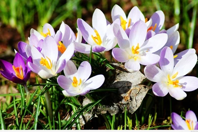 Spring Flowers Backgrounds 2015 2016