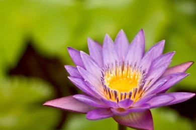 New Flowers Wallpapers Free Download Wallpapers HD Fine