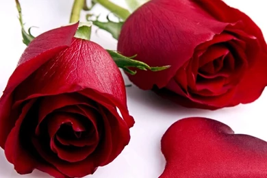 Red Flowers HD Wallpapers