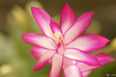 HD Flowers Wallpapers 1920x1200   Photo 77 Of 80