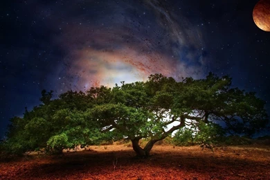 Creative Design, Tree Galaxy Planet Wallpapers