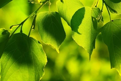 Gallery For   Mobile Wallpaper Images Hd